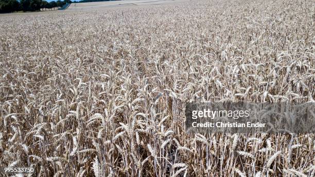 aerial view of a wheat field at göttingen in germany - göttingen stock-fotos und bilder
