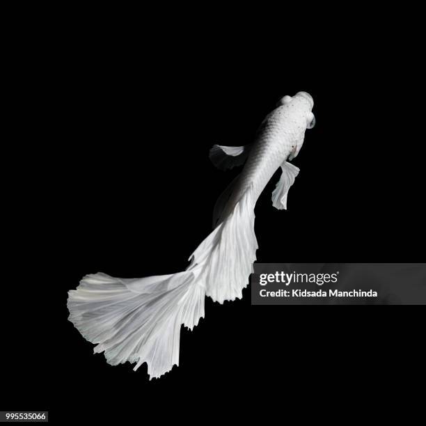 betta fish - fighter fish stock pictures, royalty-free photos & images