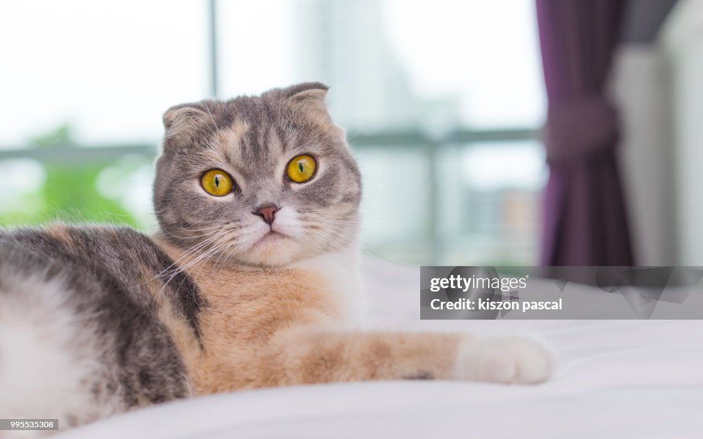 Close up portrait of a Scottish fold cat on bed looking at camera