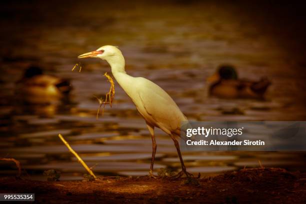 aged bird - little egret (egretta garzetta) stock pictures, royalty-free photos & images