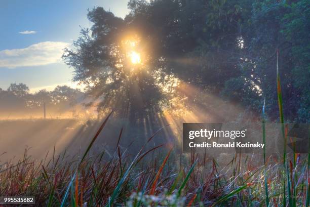 foggy morning at the farm pond - kotinsky stock pictures, royalty-free photos & images