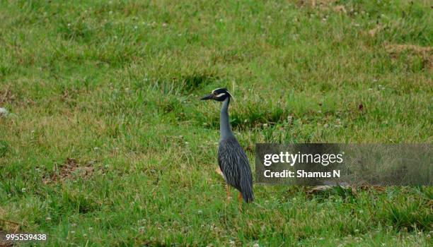 yellow-crowned night heron - yellow crowned night heron stock pictures, royalty-free photos & images
