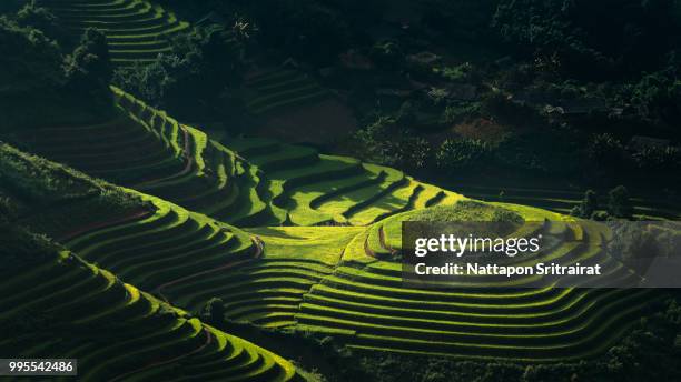 a rice paddy field in mu cang choi, vietnam. - mù cang chải stock pictures, royalty-free photos & images