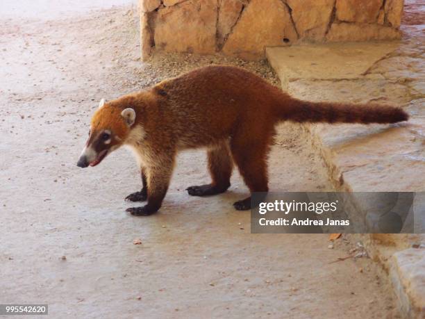 Coati Rabies Coatimundi Animal Photos and Premium High Res Pictures - Getty Images