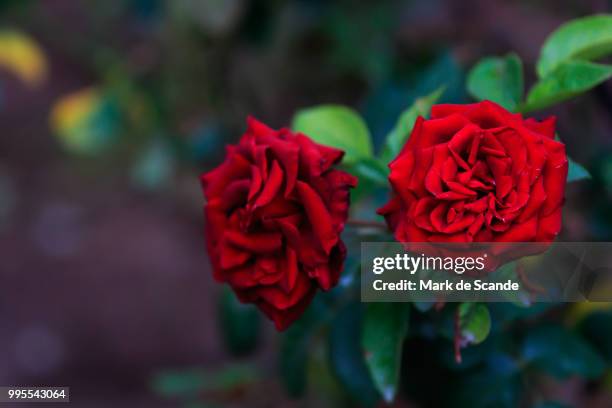 flowers - mark bloom stock pictures, royalty-free photos & images