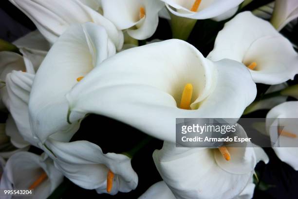 copo de leite - calla lilies white stock pictures, royalty-free photos & images