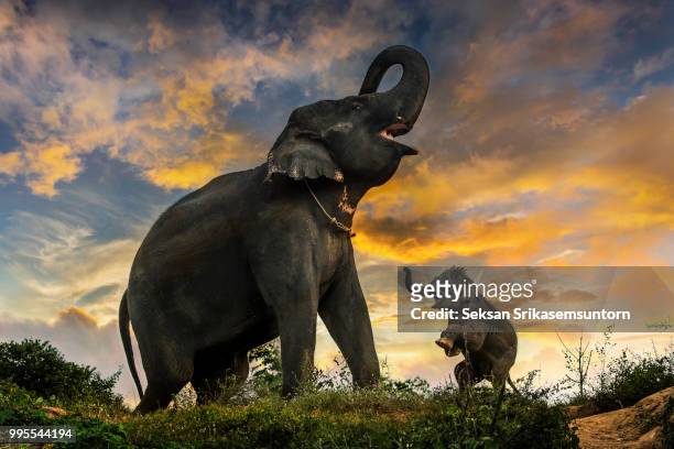 baby elephant wants to play - big bums stock-fotos und bilder