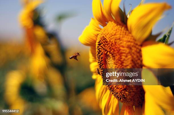 bee - ahmet ahmet bildbanksfoton och bilder