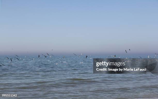 shore birds flying over the ocean - marie lafauci stock pictures, royalty-free photos & images