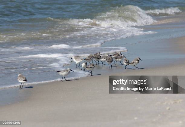 a flock of shore birds at the beach - marie lafauci stock pictures, royalty-free photos & images