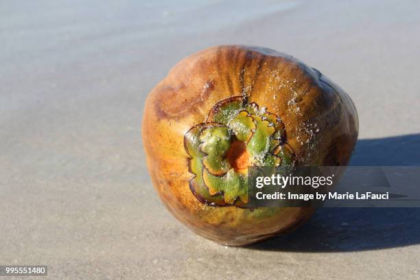 close-up of a coconut at the beach - marie lafauci stock pictures, royalty-free photos & images