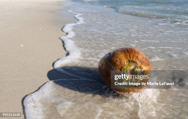 ocean water splashing on a coconut at the beach - marie lafauci stock pictures, royalty-free photos & images