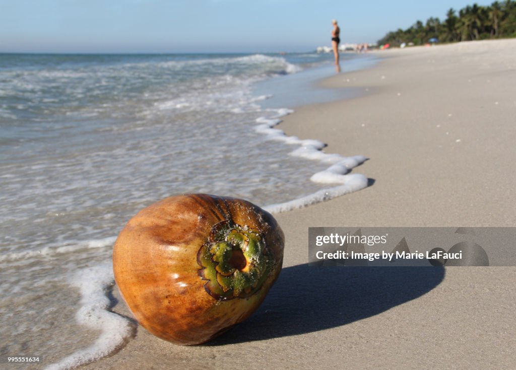 A coconut washed up along the shoreline