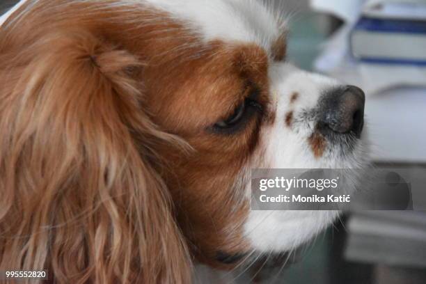 cavalier king charles spaniel charlie - cavalier stock-fotos und bilder