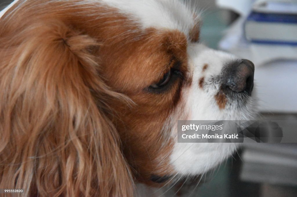 Cavalier King Charles Spaniel Charlie