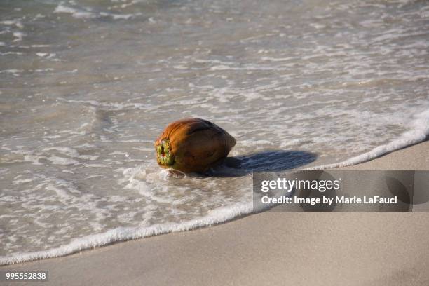 ocean water splashing a coconut at the beach - marie lafauci stock pictures, royalty-free photos & images