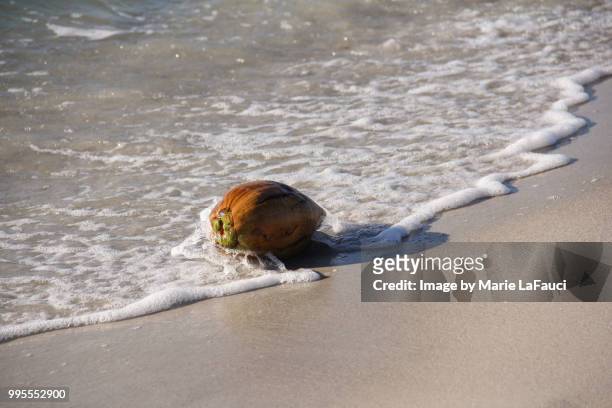 ocean water splashing on a coconut at the beach - marie lafauci stock pictures, royalty-free photos & images
