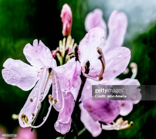 wet lavender - amelia stockfoto's en -beelden