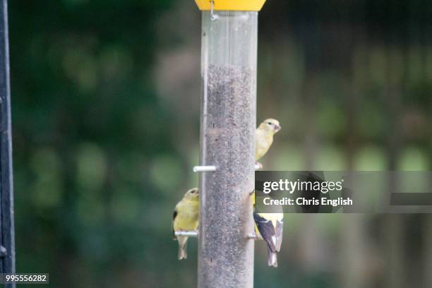 assorted wildlife #2 - volière stockfoto's en -beelden