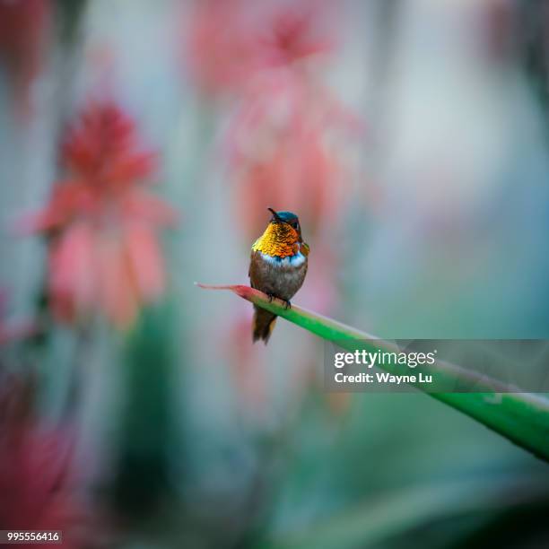 hummingbird diaries (3) - rufous humming bird - humming stock pictures, royalty-free photos & images