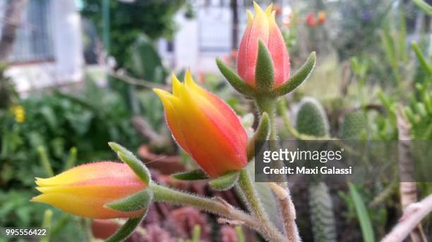 flores cactus - maxi 個照片及圖片檔