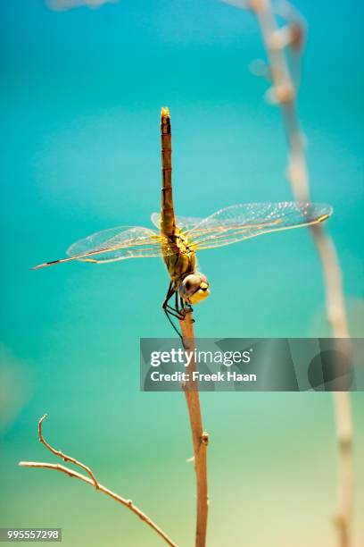 dragonfly acting like a branche - haan stock pictures, royalty-free photos & images