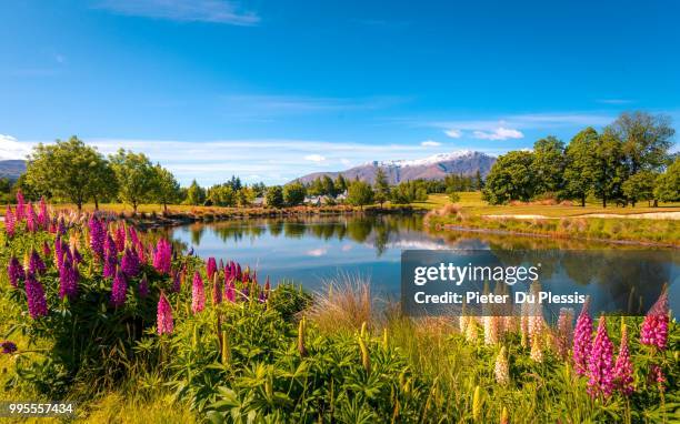 summer morning - du plessis stock pictures, royalty-free photos & images