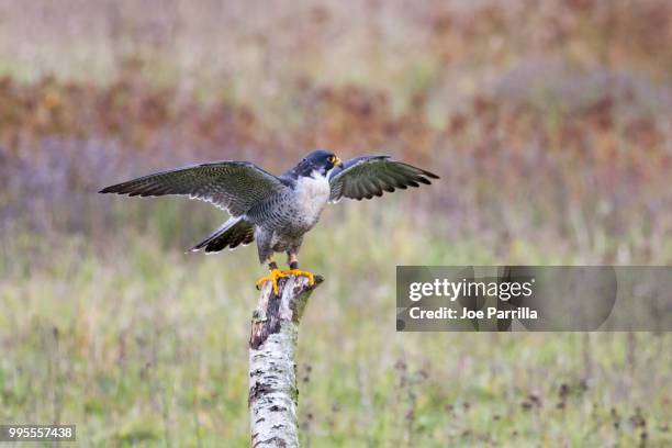 peregrine falcon - parrilla stock pictures, royalty-free photos & images