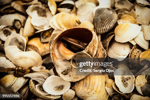 Shells Shells
