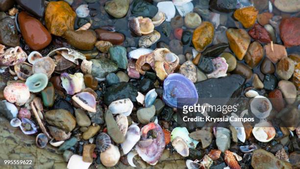 group of wet seashells at beach - broken seashell stock pictures, royalty-free photos & images