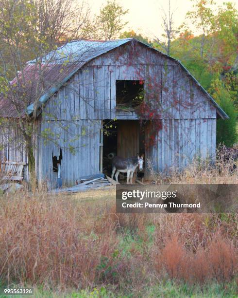 solitude - construction trailer stock pictures, royalty-free photos & images