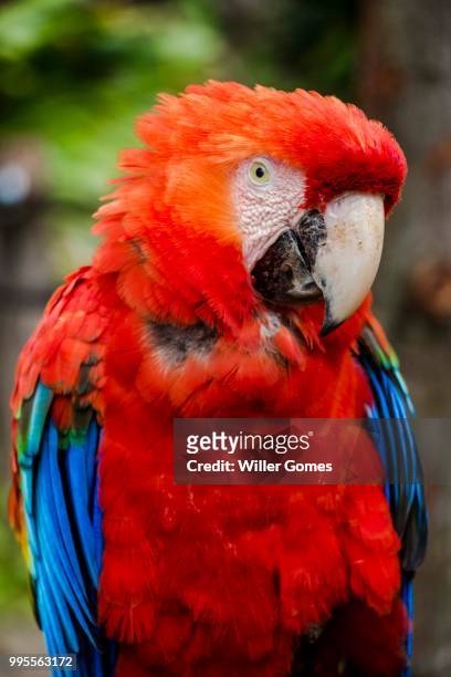 red macaw - aviary stock pictures, royalty-free photos & images