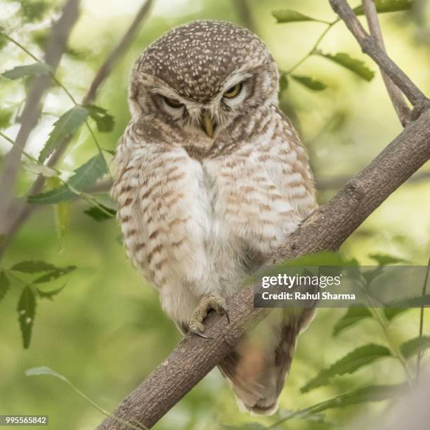 spotted owlet - owlet stock pictures, royalty-free photos & images