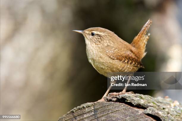 Merwin Wren The Wren Photos and Premium High Res Pictures - Getty Images