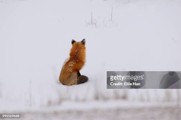red fox - ellie brown foto e immagini stock