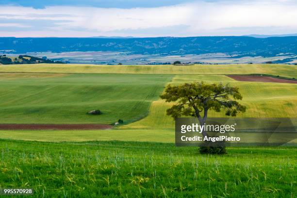 spring landscape - ciudad real province stock pictures, royalty-free photos & images