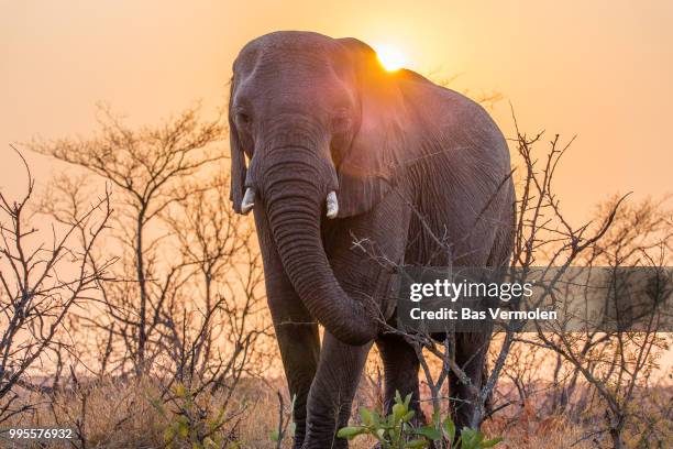 elephant, kruger park - bas stock pictures, royalty-free photos & images