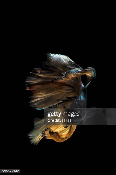 siamese fighting fish - fighting fish stock pictures, royalty-free photos & images