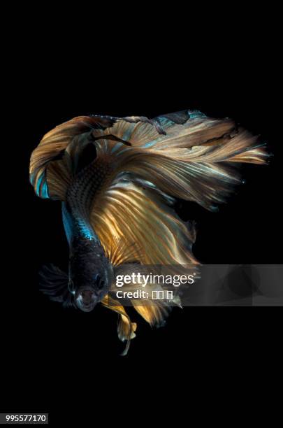 siamese fighting fish - gallus gallus stock pictures, royalty-free photos & images
