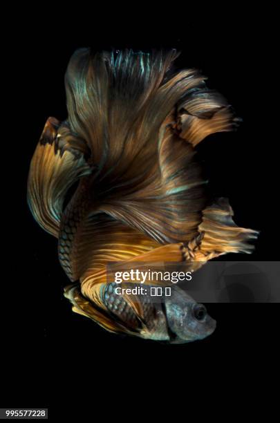 siamese fighting fish - fighting fish stock pictures, royalty-free photos & images