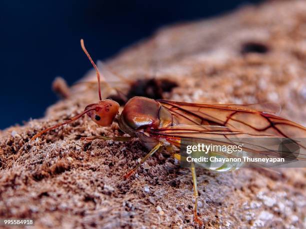 ant - hémiptère photos et images de collection