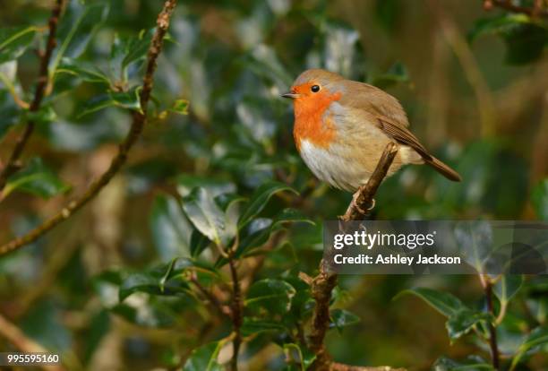 Fsty 2,610 Robin Jackson Stock Photos, High-Res Pictures, and Images - Getty ...