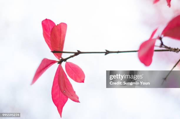 end of autumn - youn stockfoto's en -beelden