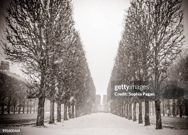 jardin_du_luxembourg - jardin stock-fotos und bilder