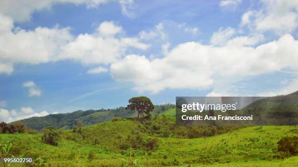monte alegre do sul - ana silva stock pictures, royalty-free photos & images