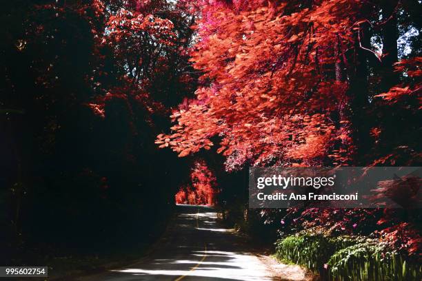 monte alegre do sul - ana silva stock pictures, royalty-free photos & images