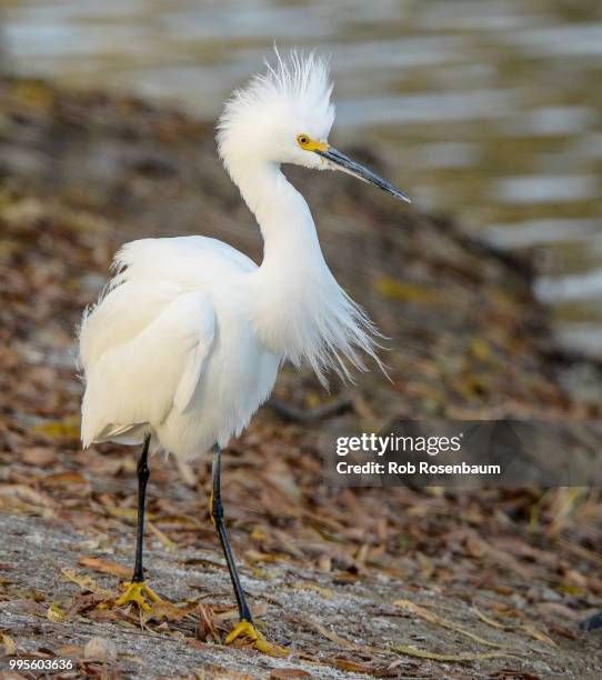 ruffled egrett - snöhäger bildbanksfoton och bilder