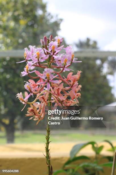 ramillete de orquideas.jpg - orquideas stock pictures, royalty-free photos & images