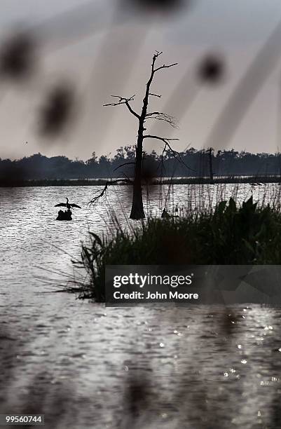 Wild bird dries itself in the sun not far from the massive BP oil spill offshore May 14, 2010 in the sensitive wetlands near Venice, Louisiana. Oil...