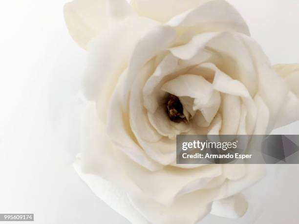 flor branca - esper stock pictures, royalty-free photos & images